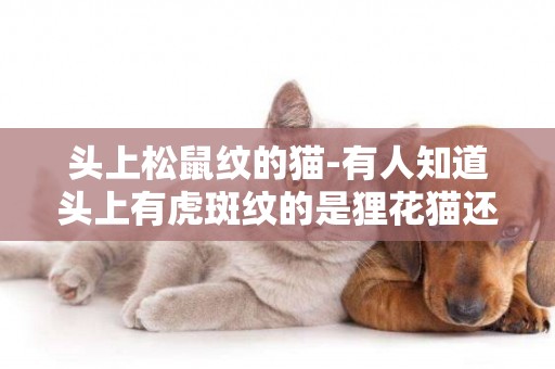 頭上松鼠紋的貓-有人知道頭上有虎斑紋的是貍花貓還是？？