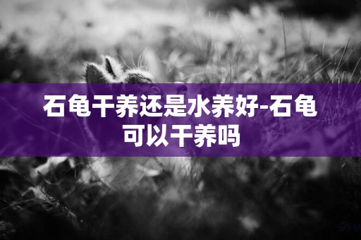 石龜干養還是水養好-石龜可以干養嗎