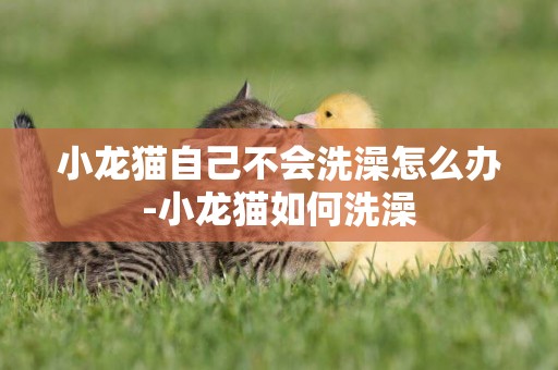 小龍貓自己不會洗澡怎么辦-小龍貓如何洗澡