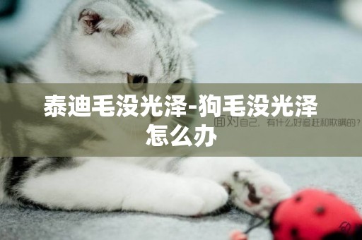 泰迪毛沒光澤-狗毛沒光澤怎么辦