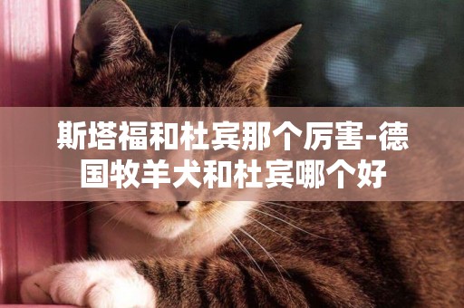 斯塔福和杜賓那個厲害-德國牧羊犬和杜賓哪個好