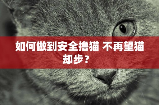 如何做到安全擼貓 不再望貓卻步？ 