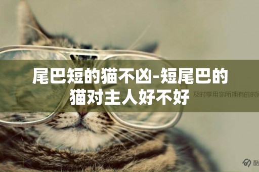 尾巴短的貓不兇-短尾巴的貓對主人好不好