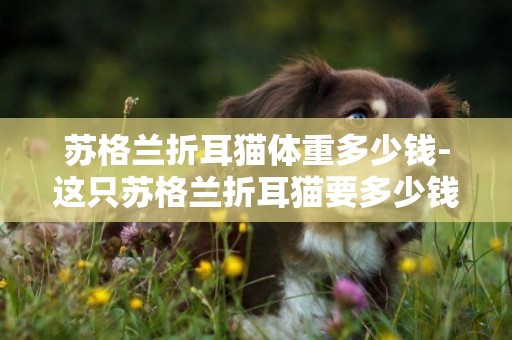 蘇格蘭折耳貓體重多少錢-這只蘇格蘭折耳貓要多少錢
