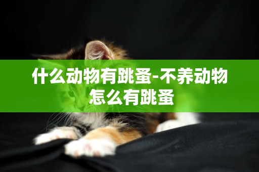 什么動物有跳蚤-不養動物 怎么有跳蚤