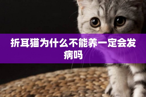 折耳貓為什么不能養一定會發病嗎