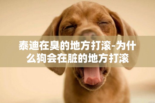 泰迪在臭的地方打滾-為什么狗會在臟的地方打滾
