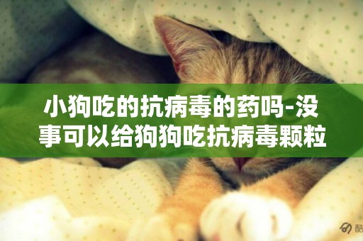 小狗吃的抗病毒的藥嗎-沒事可以給狗狗吃抗病毒顆粒嗎
