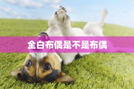 全白布偶是不是布偶