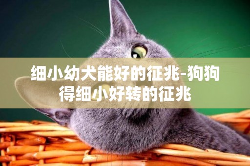 細小幼犬能好的征兆-狗狗得細小好轉的征兆