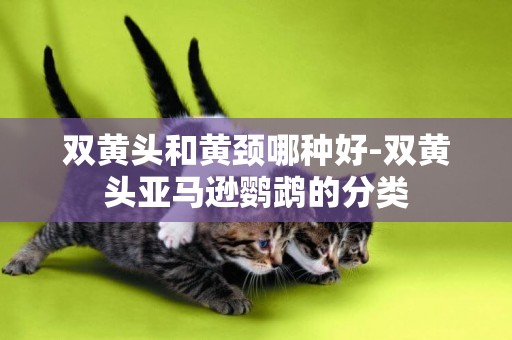 雙黃頭和黃頸哪種好-雙黃頭亞馬遜鸚鵡的分類