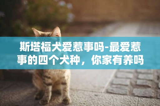 斯塔福犬愛惹事嗎-最愛惹事的四個犬種，你家有養嗎