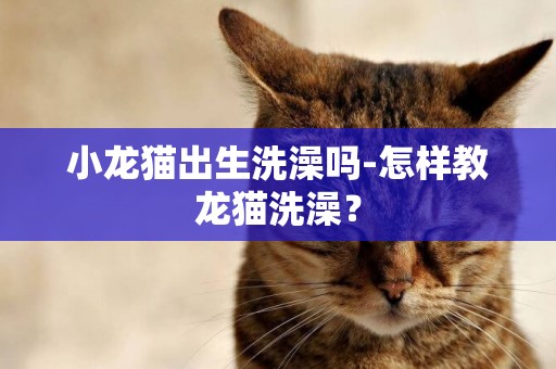 小龍貓出生洗澡嗎-怎樣教龍貓洗澡？