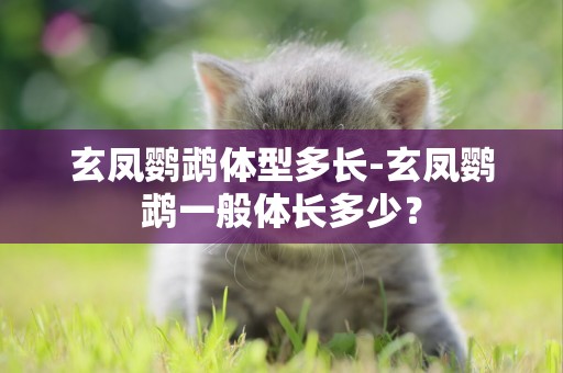玄鳳鸚鵡體型多長-玄鳳鸚鵡一般體長多少？