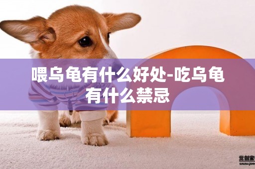 喂烏龜有什么好處-吃烏龜有什么禁忌