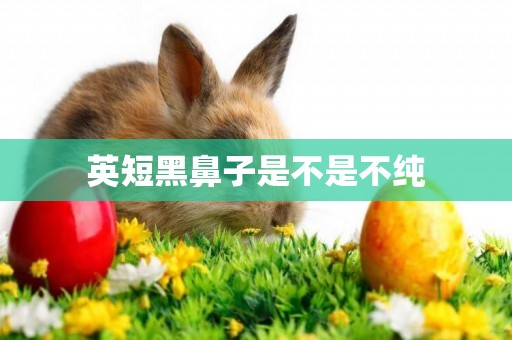 英短黑鼻子是不是不純