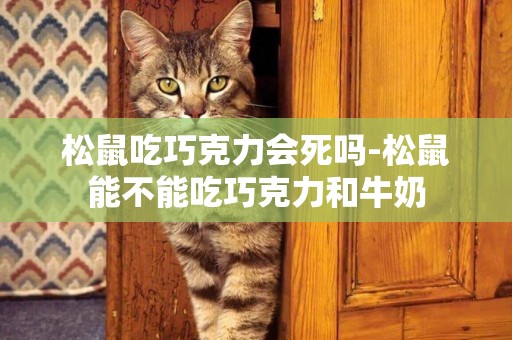 松鼠吃巧克力會死嗎-松鼠能不能吃巧克力和牛奶