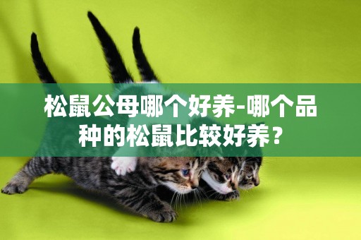 松鼠公母哪個好養-哪個品種的松鼠比較好養？