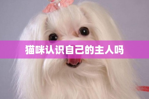 貓咪認識自己的主人嗎