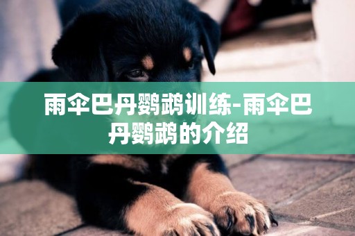 雨傘巴丹鸚鵡訓練-雨傘巴丹鸚鵡的介紹