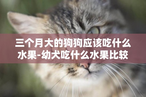 三個月大的狗狗應該吃什么水果-幼犬吃什么水果比較好？
