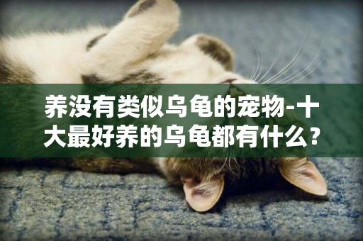 養沒有類似烏龜的寵物-十大最好養的烏龜都有什么？
