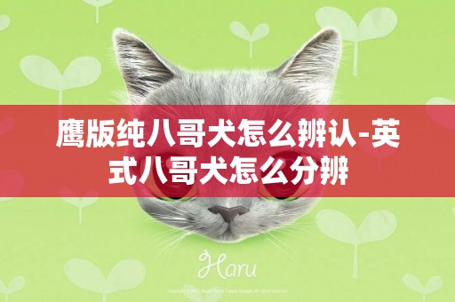 鷹版純八哥犬怎么辨認-英式八哥犬怎么分辨