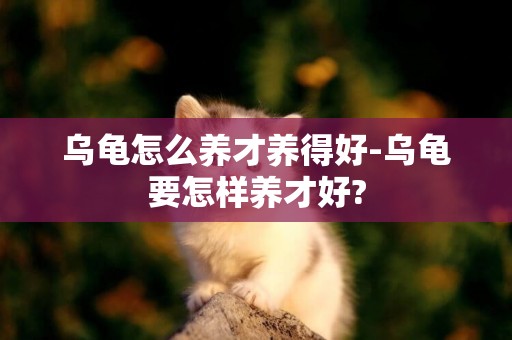 烏龜怎么養才養得好-烏龜要怎樣養才好?
