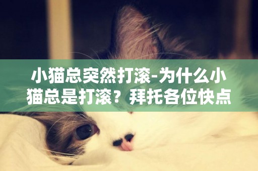 小貓總突然打滾-為什么小貓總是打滾？拜托各位快點