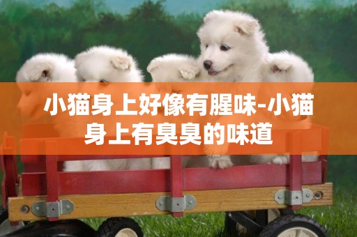 小貓身上好像有腥味-小貓身上有臭臭的味道