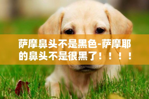 薩摩鼻頭不是黑色-薩摩耶的鼻頭不是很黑了！！！！