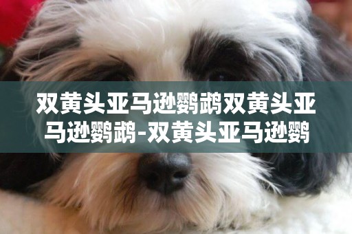 雙黃頭亞馬遜鸚鵡雙黃頭亞馬遜鸚鵡-雙黃頭亞馬遜鸚鵡的介紹