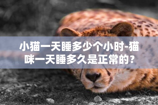 小貓一天睡多少個小時-貓咪一天睡多久是正常的？