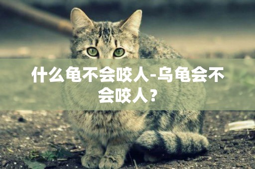 什么龜不會咬人-烏龜會不會咬人？