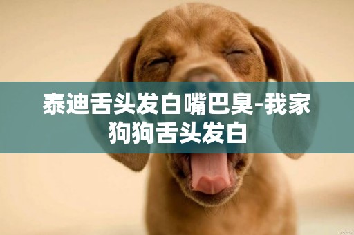 泰迪舌頭發白嘴巴臭-我家狗狗舌頭發白