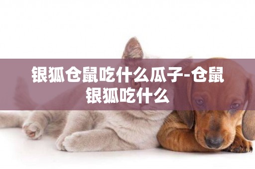 銀狐倉鼠吃什么瓜子-倉鼠銀狐吃什么