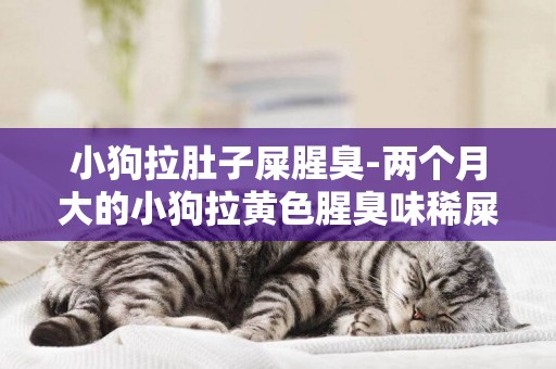 小狗拉肚子屎腥臭-兩個月大的小狗拉黃色腥臭味稀屎怎么辦