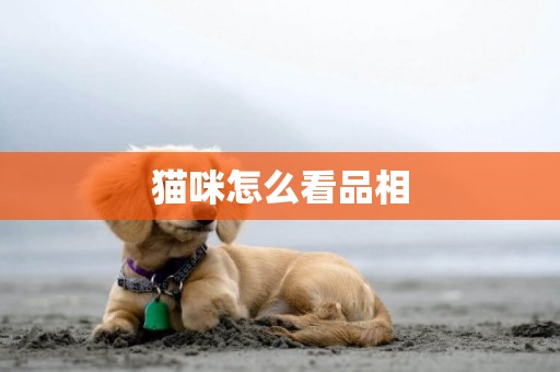 貓咪怎么看品相