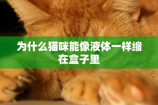 為什么貓咪能像液體一樣縮在盒子里