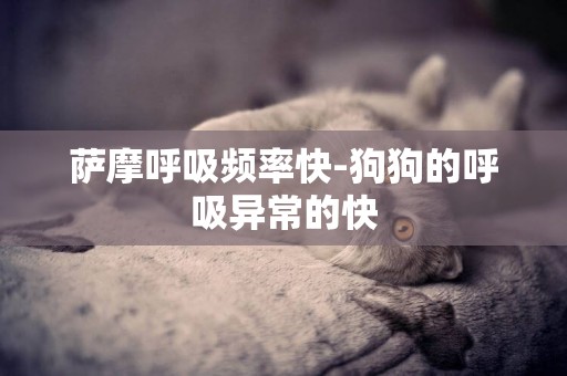 薩摩呼吸頻率快-狗狗的呼吸異常的快