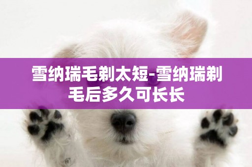 雪納瑞毛剃太短-雪納瑞剃毛后多久可長長