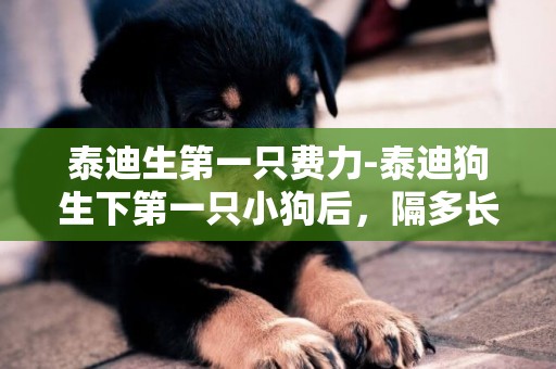 泰迪生第一只費力-泰迪狗生下第一只小狗后，隔多長時間才生第二只？