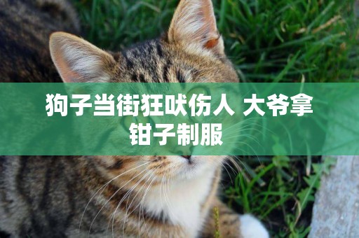 狗子當街狂吠傷人 大爺拿鉗子制服 