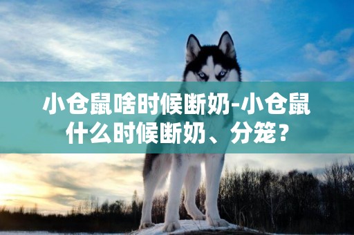 小倉鼠啥時候斷奶-小倉鼠什么時候斷奶、分籠？