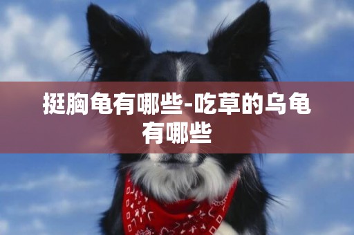 挺胸龜有哪些-吃草的烏龜有哪些
