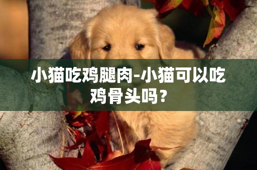 小貓吃雞腿肉-小貓可以吃雞骨頭嗎？