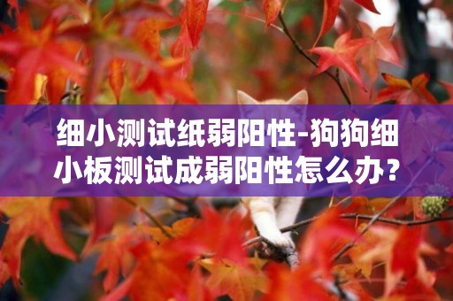 細小測試紙弱陽性-狗狗細小板測試成弱陽性怎么辦？