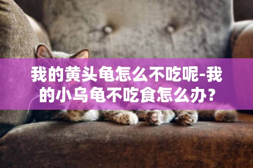 我的黃頭龜怎么不吃呢-我的小烏龜不吃食怎么辦？