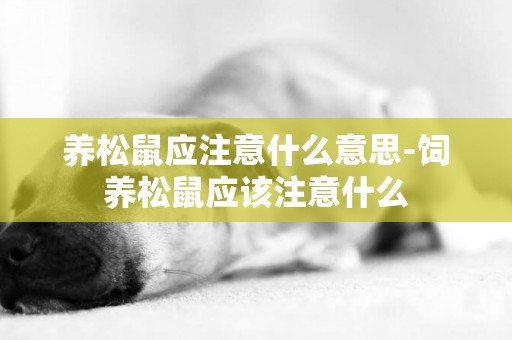 養松鼠應注意什么意思-飼養松鼠應該注意什么