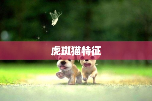 虎斑貓特征